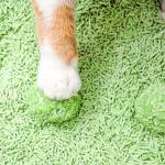 Cat Litters