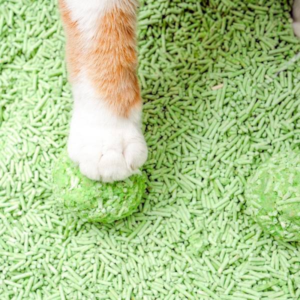 Cat Litters